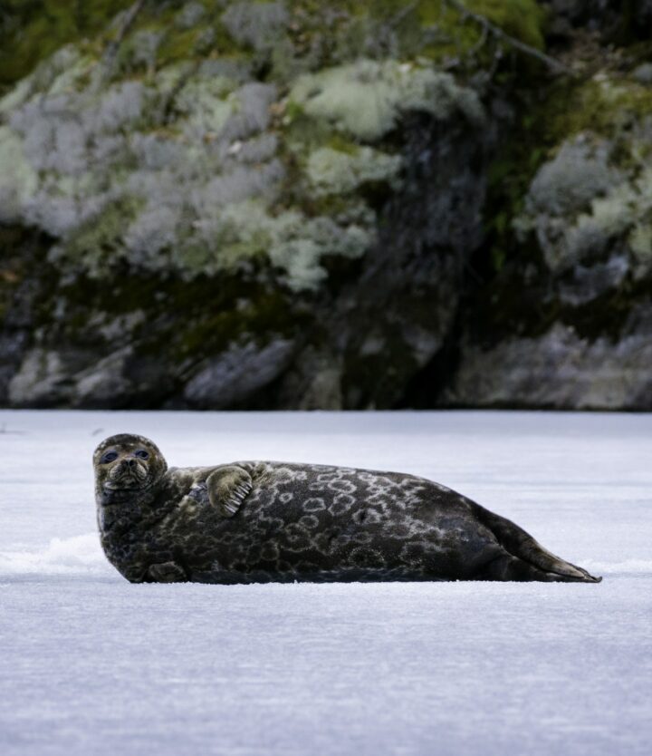 Saimaa Seals (@SaveSaimaaSeals) / X