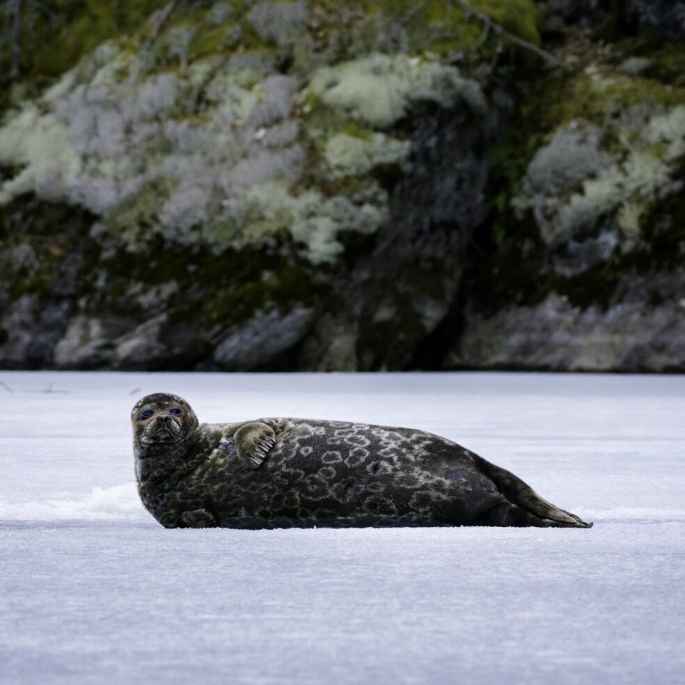 Endangered Finnish seals go online to highlight plight | CTV News